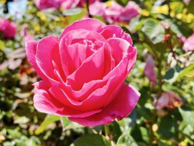 Best Gardens in San Francisco