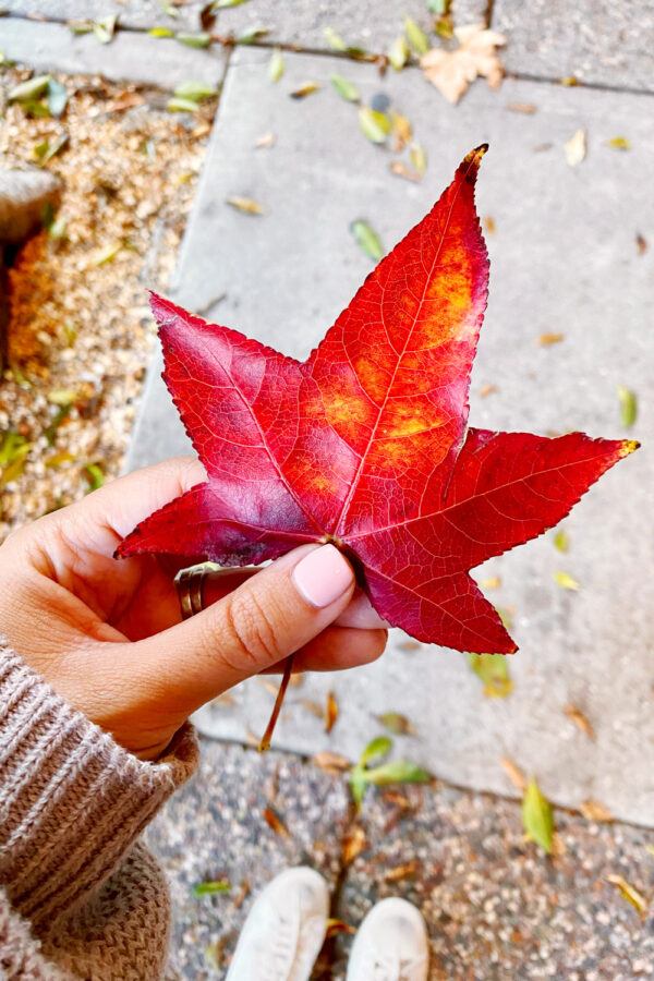 Fall in San Francisco Bay Area