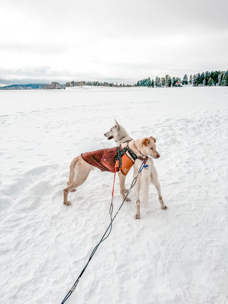 Winter in Jackson Hole