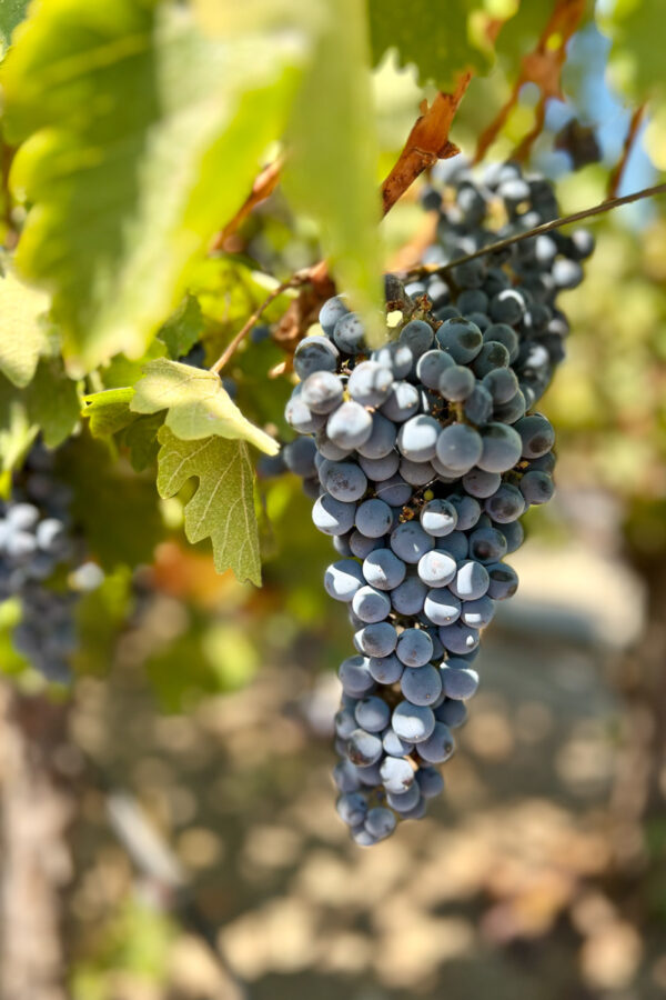 The Perfect Napa Valley Itinerary