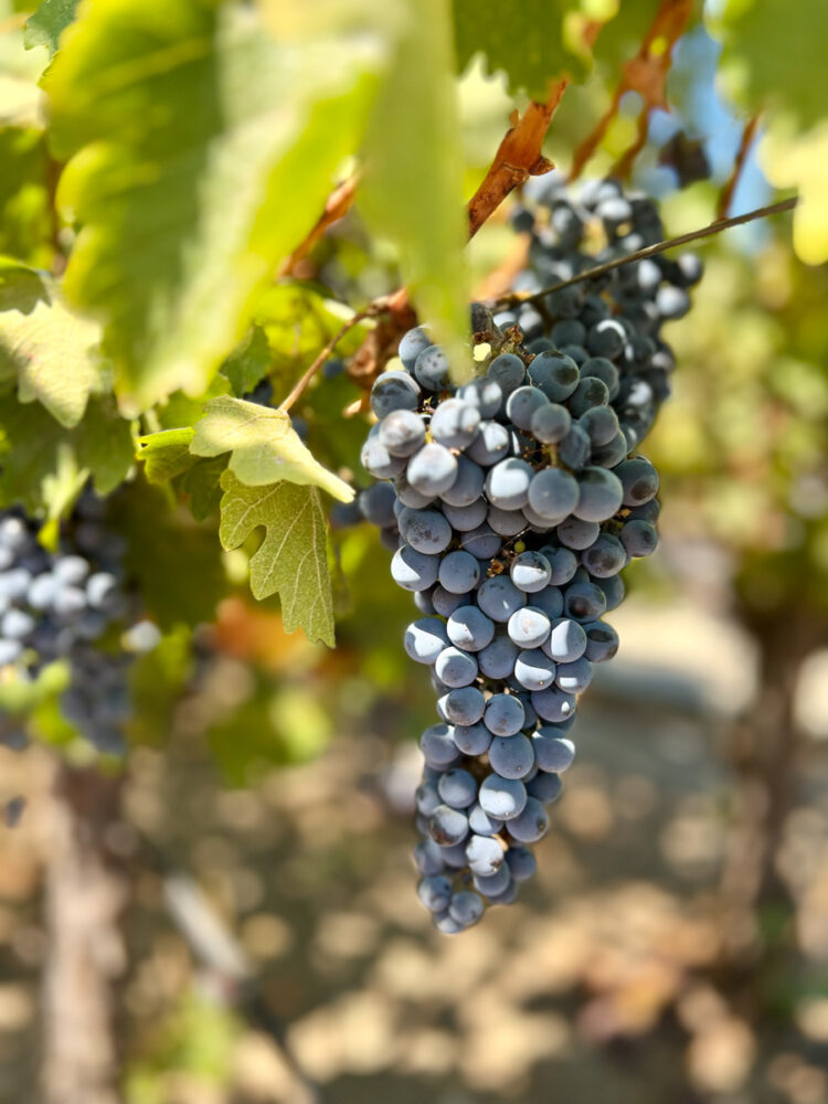 The Perfect Napa Valley Itinerary