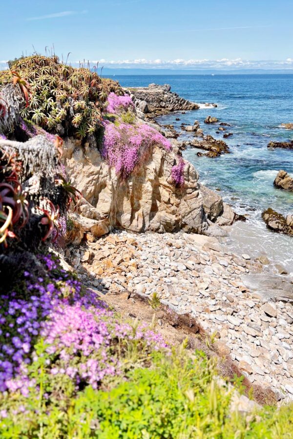 Pacific Grove Magic Carpet