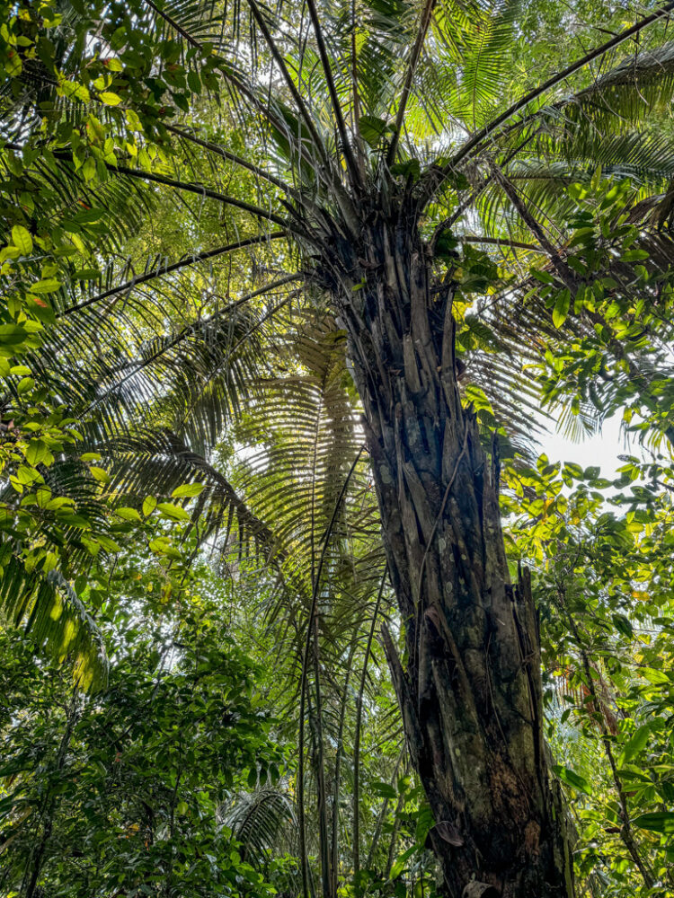 visiting Puerto Maldonado Peru Amazon Rainforest