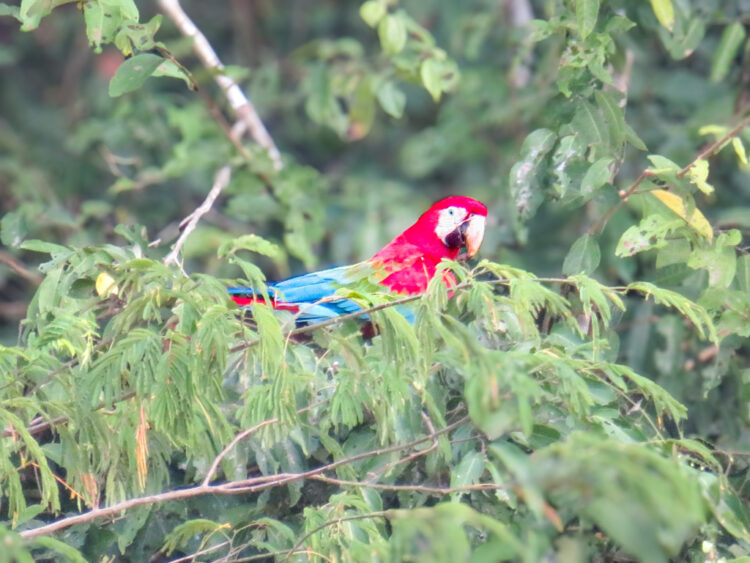 visiting Puerto Maldonado Peru Amazon Rainforest