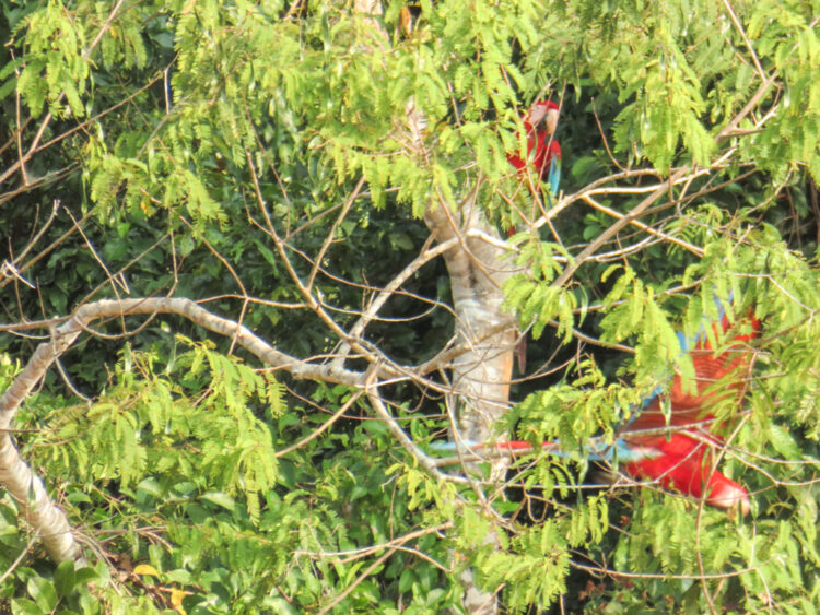 visiting Puerto Maldonado Peru Amazon Rainforest