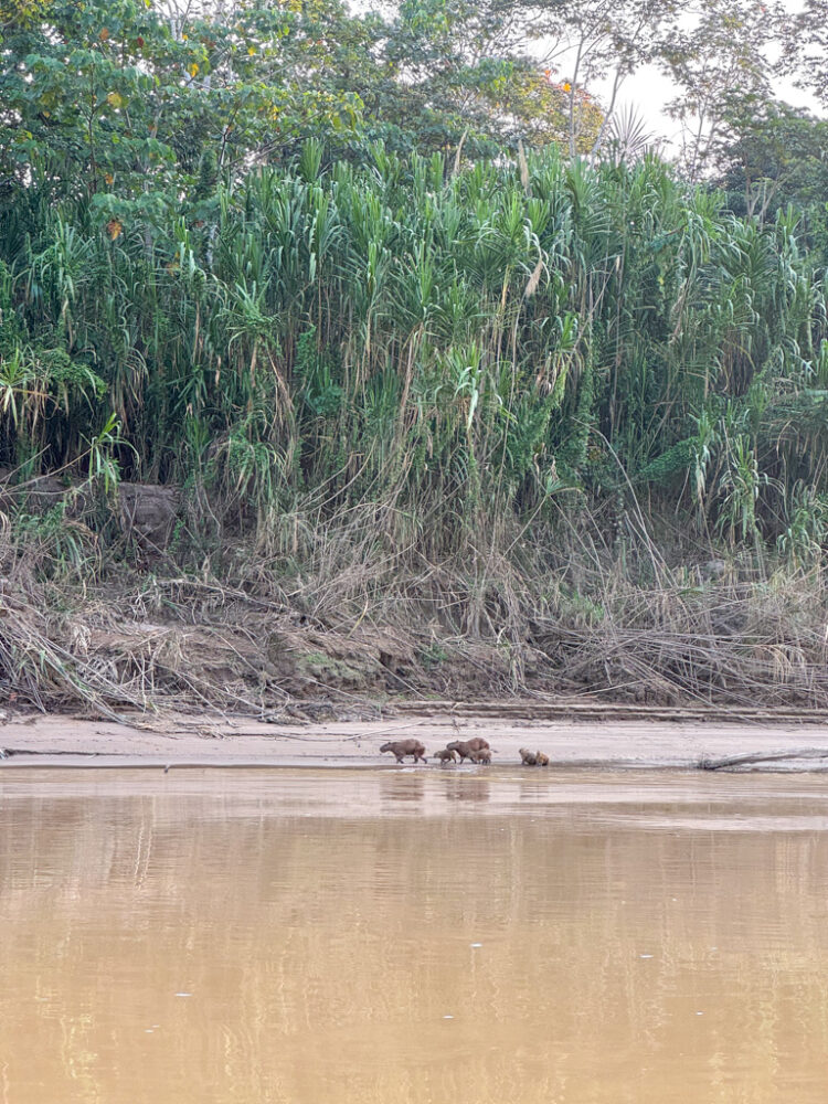 visiting Puerto Maldonado Peru Amazon Rainforest